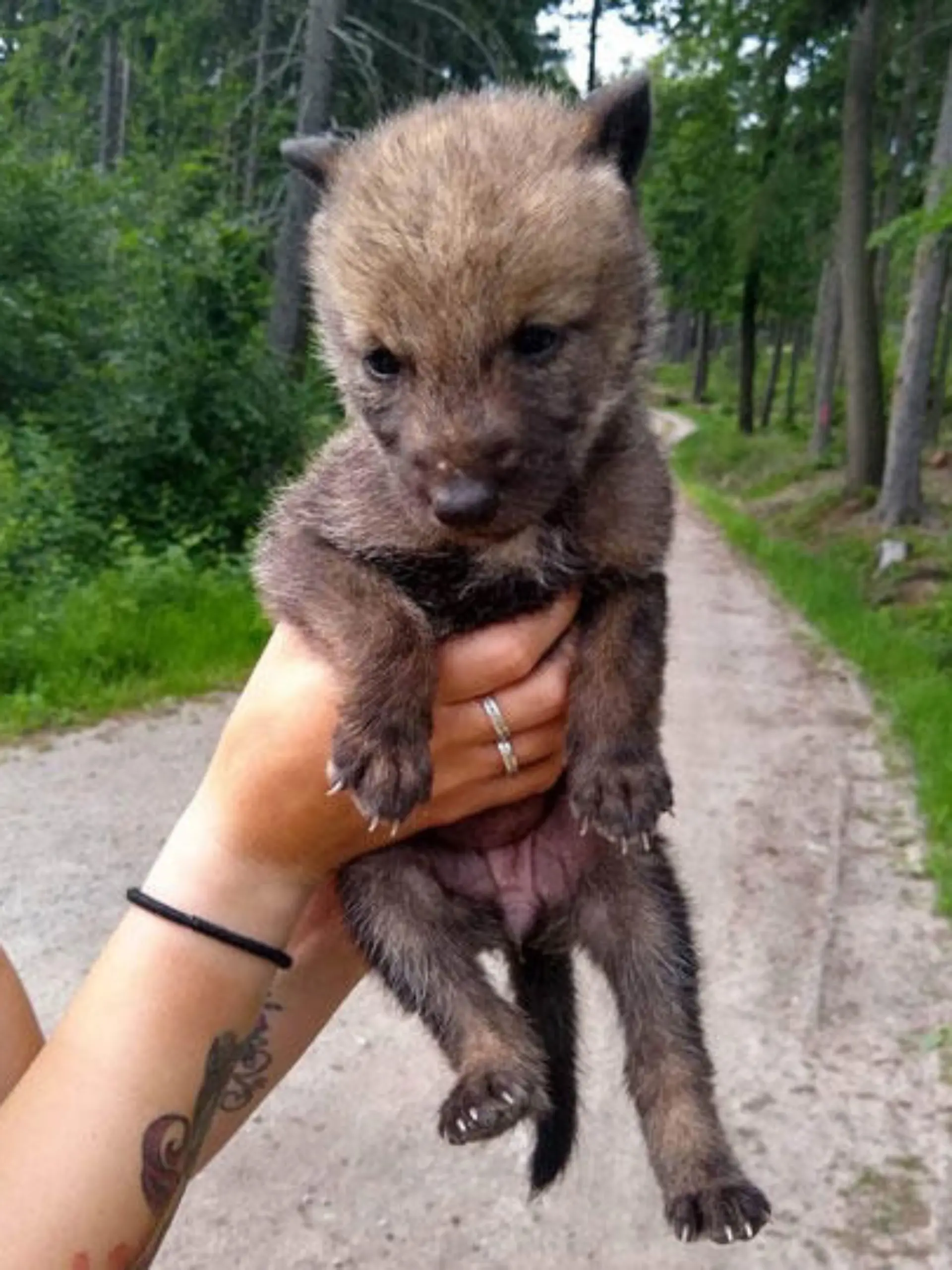 Wolfswelpe in Sachsen gefunden
