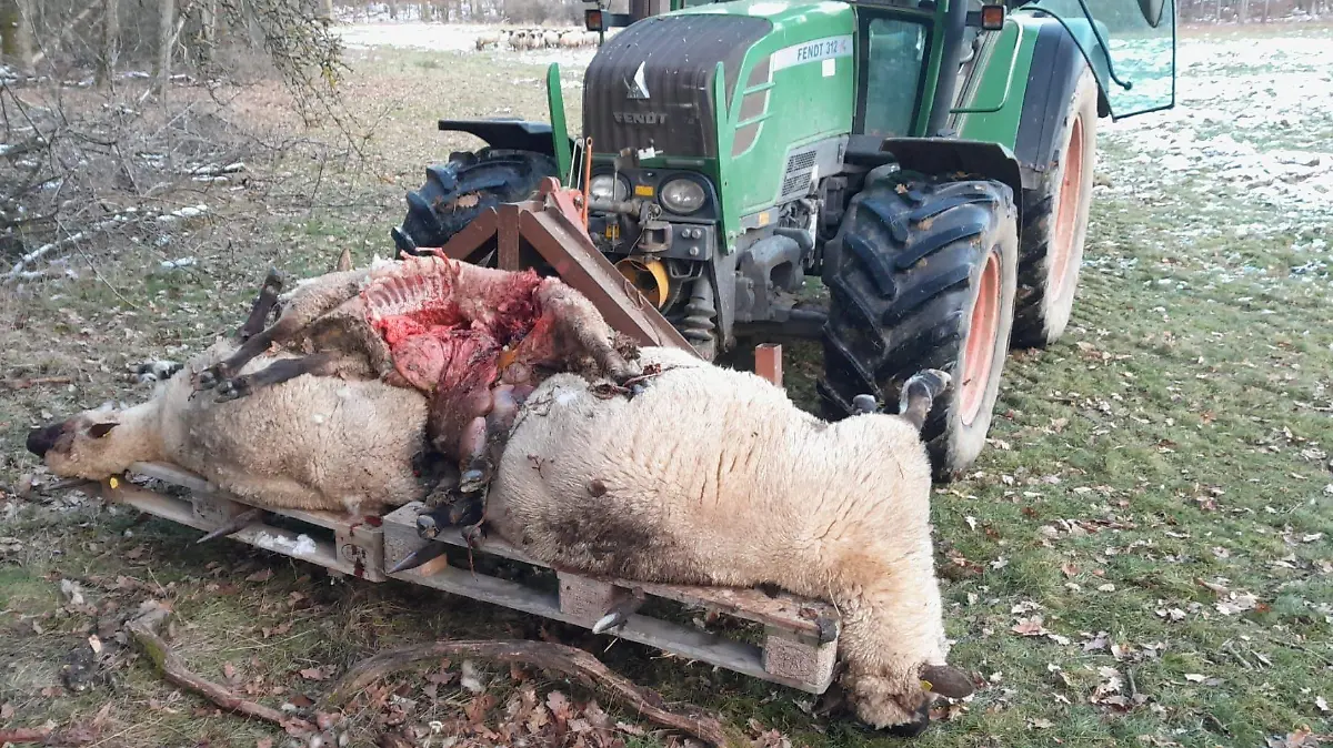 Es sind solche Bild von gerissenen Weidentieren, die Politikern, Landwirten und Anwohnern Angst machen.