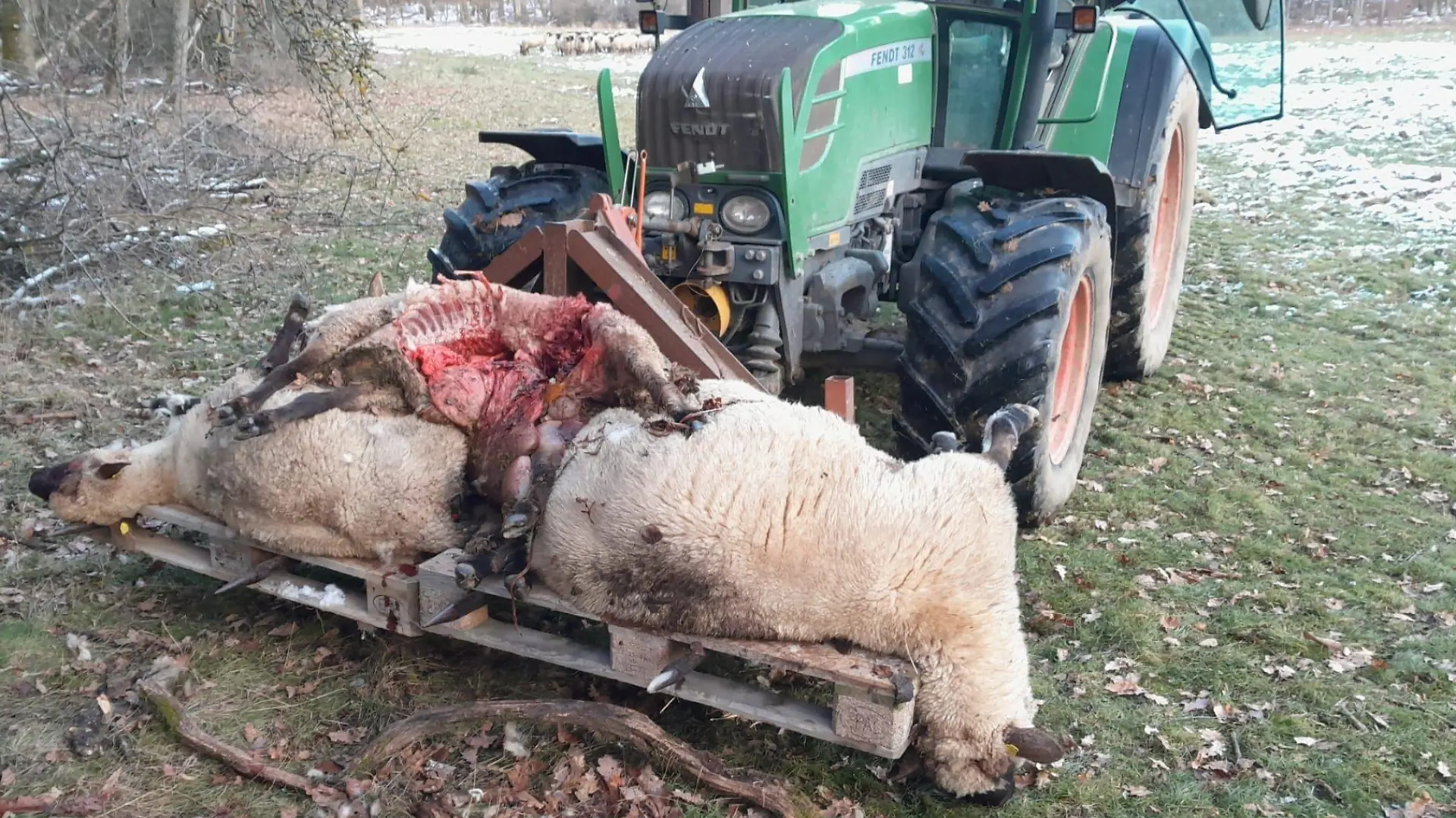 Es sind solche Bild von gerissenen Weidentieren, die Politikern, Landwirten und Anwohnern Angst machen.