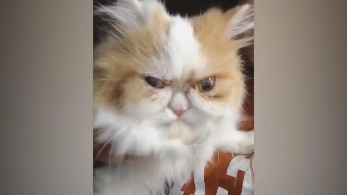 Ist das der Nachfolger von Grumpy Cat? Ganz schön grimmig!