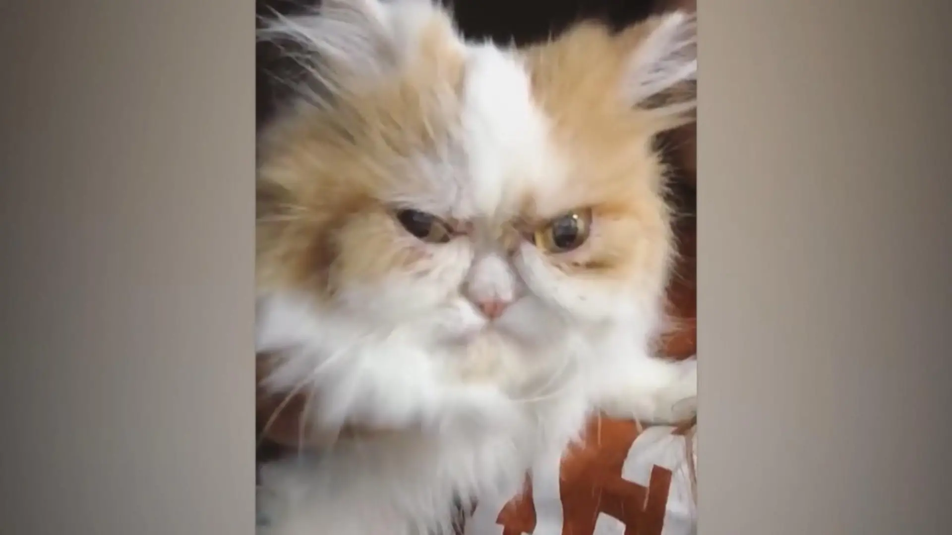 Ist das der Nachfolger von Grumpy Cat? Ganz schön grimmig!