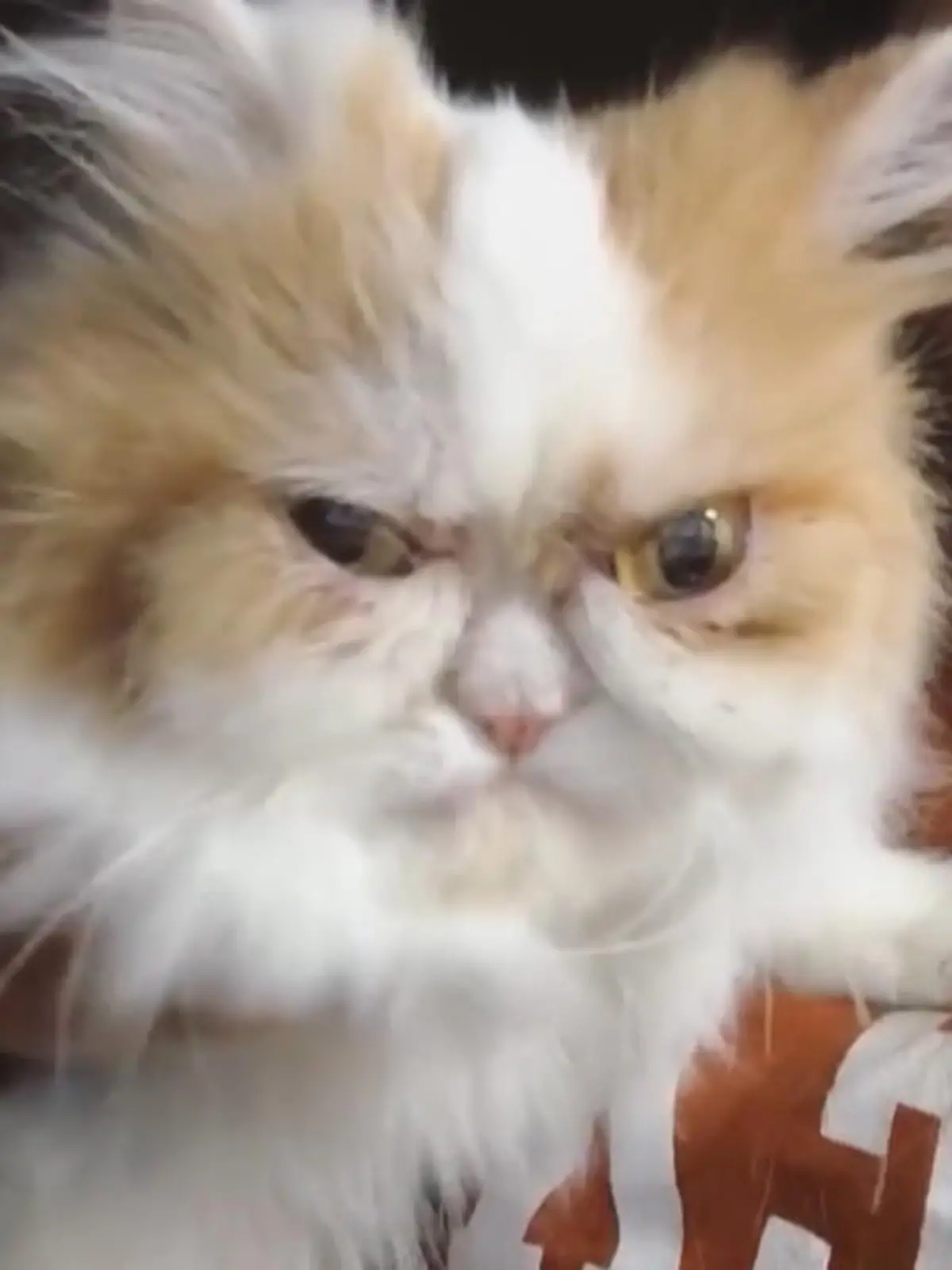 Bild zu: "Ist das der Nachfolger von Grumpy Cat?"