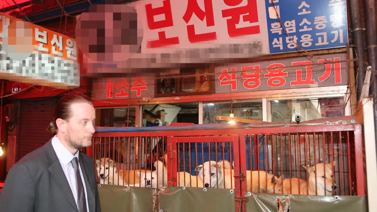 Dog meat protest
An official of Animals Asia, an international animal welfare organization, passes by a store for dog meat products during a visit to a livestock market in the Gupo area in Busan on April 17, 2014. The organization asked the Busan Metropolitan Government to ban the slaughter of dogs and close the Gupo livestock market. (Yonhap)/2014-04-17 15:56:36/
<Copyright ® 1980-2014 YONHAPNEWS AGENCY. All rights reserved.> | Keine Weitergabe an Wiederverkäufer.