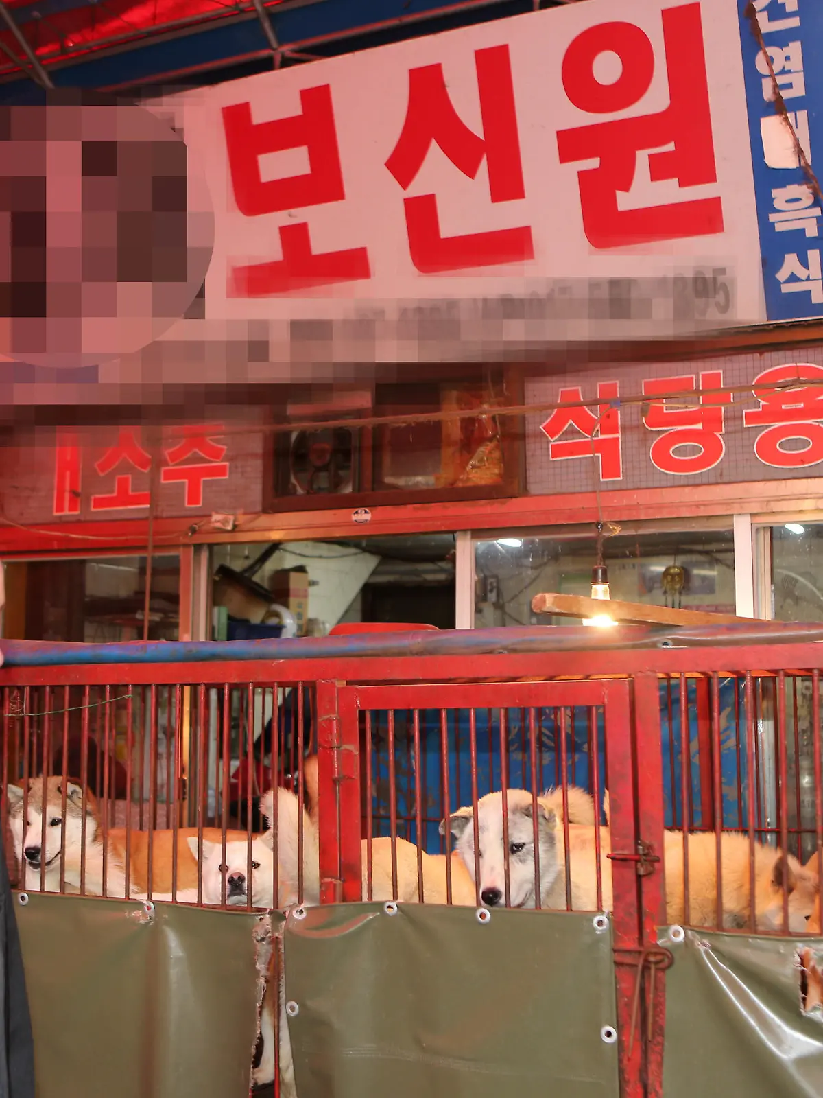 Dog meat protest
An official of Animals Asia, an international animal welfare organization, passes by a store for dog meat products during a visit to a livestock market in the Gupo area in Busan on April 17, 2014. The organization asked the Busan Metropolitan Government to ban the slaughter of dogs and close the Gupo livestock market. (Yonhap)/2014-04-17 15:56:36/
<Copyright ® 1980-2014 YONHAPNEWS AGENCY. All rights reserved.> | Keine Weitergabe an Wiederverkäufer.