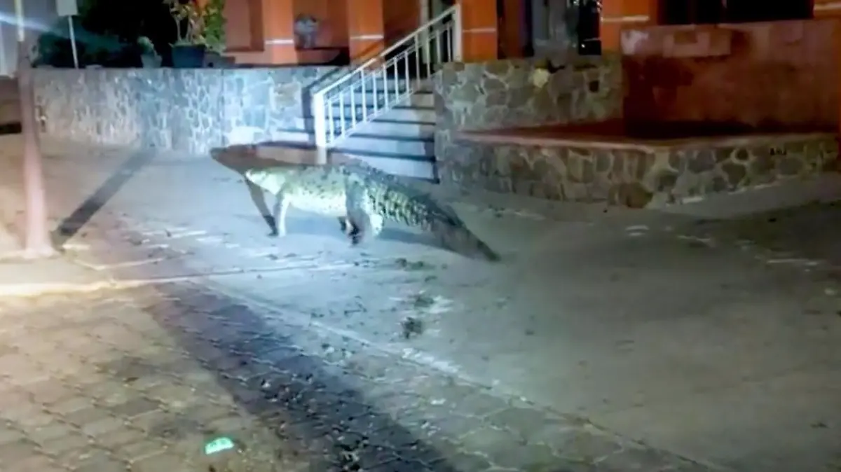 Story from Jam Press (Croc Pounds City)
Pictured: A video grab of a nine-foot-long crocodile walking around the city at night.
Huge crocodile pounds city streets, spreading fear among locals
A nine-foot-long crocodile has sparked panic after it was spotted walking around a city at night.
The huge croc was seen waddling along the pavement as one brave police officer followed behind on foot.
Meanwhile, other cops follow the reptile from the safety of their patrol car.
Officers shone their torches on the crocodile, helping to guide the animal away from built-up areas as well as show its huge size.
At one point, the large reptile is seen stopping for a rest on the pavement before continuing on its way.
The enormous beast measured 2.7 metres (8.9 feet) in length.
The croc was filmed pounding the streets of Valle de Las Garzas, Manzanillo City, Colima State, Mexico, in the early hours of 21 February.
According to local media, municipal cops arrived on the scene after receiving reports of the reptile pounding the streets.
However, when they realised how big the animal was, officers decided to maintain a safe distance and call for expert help.
Civil Protection specialists and a team of firefighters were called to the area for backup.
When the team arrived on the scene, the police had already watched the crocodile makes its way back to its home in the Valle de las Garzas Lagoon without incident.
Local resident Yisrael Aaron commented: “Lol another day at the office.”
Lilia Lopez remarked: “Spooky!”
“Meanwhile in Manzanillo...” wrote Jose Alexander.
Another said: “Poor little animal!”
Marry wrote: “We were the ones who invaded his habitat. It's good he returned to his lagoon.”
ENDS
EDITOR’S NOTE: Usage Licence: (SOCIAL AND LOCAL MEDIA) We have obtained this material from a verified account on social media platforms and it has been widely used in local news media on a similar report without problems.
Usage Restrictions: Jam Press ac