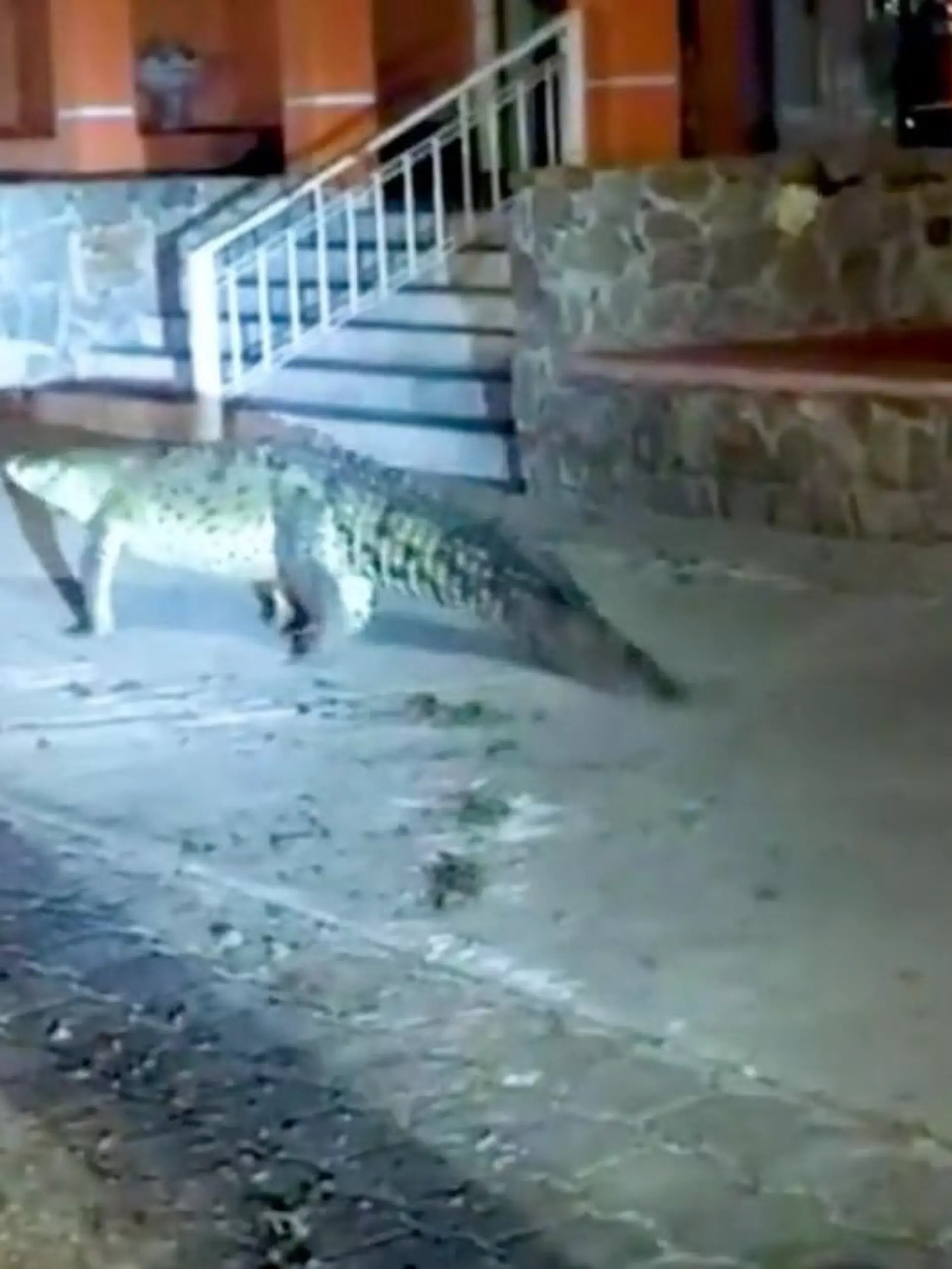 Story from Jam Press (Croc Pounds City) 

Pictured: A video grab of a nine-foot-long crocodile walking around the city at night. 

Huge crocodile pounds city streets, spreading fear among locals

A nine-foot-long crocodile has sparked panic after it was spotted walking around a city at night.

The huge croc was seen waddling along the pavement as one brave police officer followed behind on foot.

Meanwhile, other cops follow the reptile from the safety of their patrol car.

Officers shone their torches on the crocodile, helping to guide the animal away from built-up areas as well as show its huge size.

At one point, the large reptile is seen stopping for a rest on the pavement before continuing on its way.

The enormous beast measured 2.7 metres (8.9 feet) in length.

The croc was filmed pounding the streets of Valle de Las Garzas, Manzanillo City, Colima State, Mexico, in the early hours of 21 February.

According to local media, municipal cops arrived on the scene after receiving reports of the reptile pounding the streets.

However, when they realised how big the animal was, officers decided to maintain a safe distance and call for expert help.

Civil Protection specialists and a team of firefighters were called to the area for backup.

When the team arrived on the scene, the police had already watched the crocodile makes its way back to its home in the Valle de las Garzas Lagoon without incident.

Local resident Yisrael Aaron commented: “Lol another day at the office.”

Lilia Lopez remarked: “Spooky!”

“Meanwhile in Manzanillo...” wrote Jose Alexander.

Another said: “Poor little animal!”

Marry wrote: “We were the ones who invaded his habitat. It's good he returned to his lagoon.”

ENDS

EDITOR’S NOTE: Usage Licence: (SOCIAL AND LOCAL MEDIA) We have obtained this material from a verified account on social media platforms and it has been widely used in local news media on a similar report without problems.

Usage Restrictions: Jam Press ac