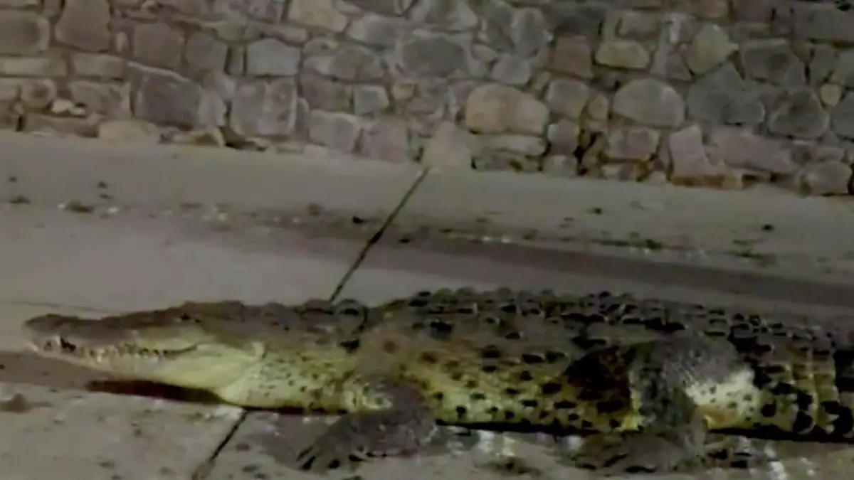 Story from Jam Press (Croc Pounds City)
Pictured: A video grab of a nine-foot-long crocodile walking around the city at night.
Huge crocodile pounds city streets, spreading fear among locals
A nine-foot-long crocodile has sparked panic after it was spotted walking around a city at night.
The huge croc was seen waddling along the pavement as one brave police officer followed behind on foot.
Meanwhile, other cops follow the reptile from the safety of their patrol car.
Officers shone their torches on the crocodile, helping to guide the animal away from built-up areas as well as show its huge size.
At one point, the large reptile is seen stopping for a rest on the pavement before continuing on its way.
The enormous beast measured 2.7 metres (8.9 feet) in length.
The croc was filmed pounding the streets of Valle de Las Garzas, Manzanillo City, Colima State, Mexico, in the early hours of 21 February.
According to local media, municipal cops arrived on the scene after receiving reports of the reptile pounding the streets.
However, when they realised how big the animal was, officers decided to maintain a safe distance and call for expert help.
Civil Protection specialists and a team of firefighters were called to the area for backup.
When the team arrived on the scene, the police had already watched the crocodile makes its way back to its home in the Valle de las Garzas Lagoon without incident.
Local resident Yisrael Aaron commented: “Lol another day at the office.”
Lilia Lopez remarked: “Spooky!”
“Meanwhile in Manzanillo...” wrote Jose Alexander.
Another said: “Poor little animal!”
Marry wrote: “We were the ones who invaded his habitat. It's good he returned to his lagoon.”
ENDS
EDITOR’S NOTE: Usage Licence: (SOCIAL AND LOCAL MEDIA) We have obtained this material from a verified account on social media platforms and it has been widely used in local news media on a similar report without problems.
Usage Restrictions: Jam Press ac