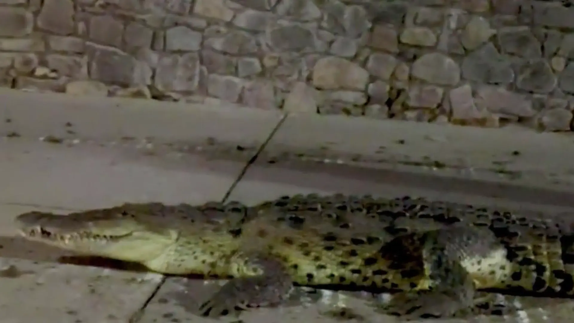 Story from Jam Press (Croc Pounds City)
Pictured: A video grab of a nine-foot-long crocodile walking around the city at night.
Huge crocodile pounds city streets, spreading fear among locals
A nine-foot-long crocodile has sparked panic after it was spotted walking around a city at night.
The huge croc was seen waddling along the pavement as one brave police officer followed behind on foot.
Meanwhile, other cops follow the reptile from the safety of their patrol car.
Officers shone their torches on the crocodile, helping to guide the animal away from built-up areas as well as show its huge size.
At one point, the large reptile is seen stopping for a rest on the pavement before continuing on its way.
The enormous beast measured 2.7 metres (8.9 feet) in length.
The croc was filmed pounding the streets of Valle de Las Garzas, Manzanillo City, Colima State, Mexico, in the early hours of 21 February.
According to local media, municipal cops arrived on the scene after receiving reports of the reptile pounding the streets.
However, when they realised how big the animal was, officers decided to maintain a safe distance and call for expert help.
Civil Protection specialists and a team of firefighters were called to the area for backup.
When the team arrived on the scene, the police had already watched the crocodile makes its way back to its home in the Valle de las Garzas Lagoon without incident.
Local resident Yisrael Aaron commented: “Lol another day at the office.”
Lilia Lopez remarked: “Spooky!”
“Meanwhile in Manzanillo...” wrote Jose Alexander.
Another said: “Poor little animal!”
Marry wrote: “We were the ones who invaded his habitat. It's good he returned to his lagoon.”
ENDS
EDITOR’S NOTE: Usage Licence: (SOCIAL AND LOCAL MEDIA) We have obtained this material from a verified account on social media platforms and it has been widely used in local news media on a similar report without problems.
Usage Restrictions: Jam Press ac
