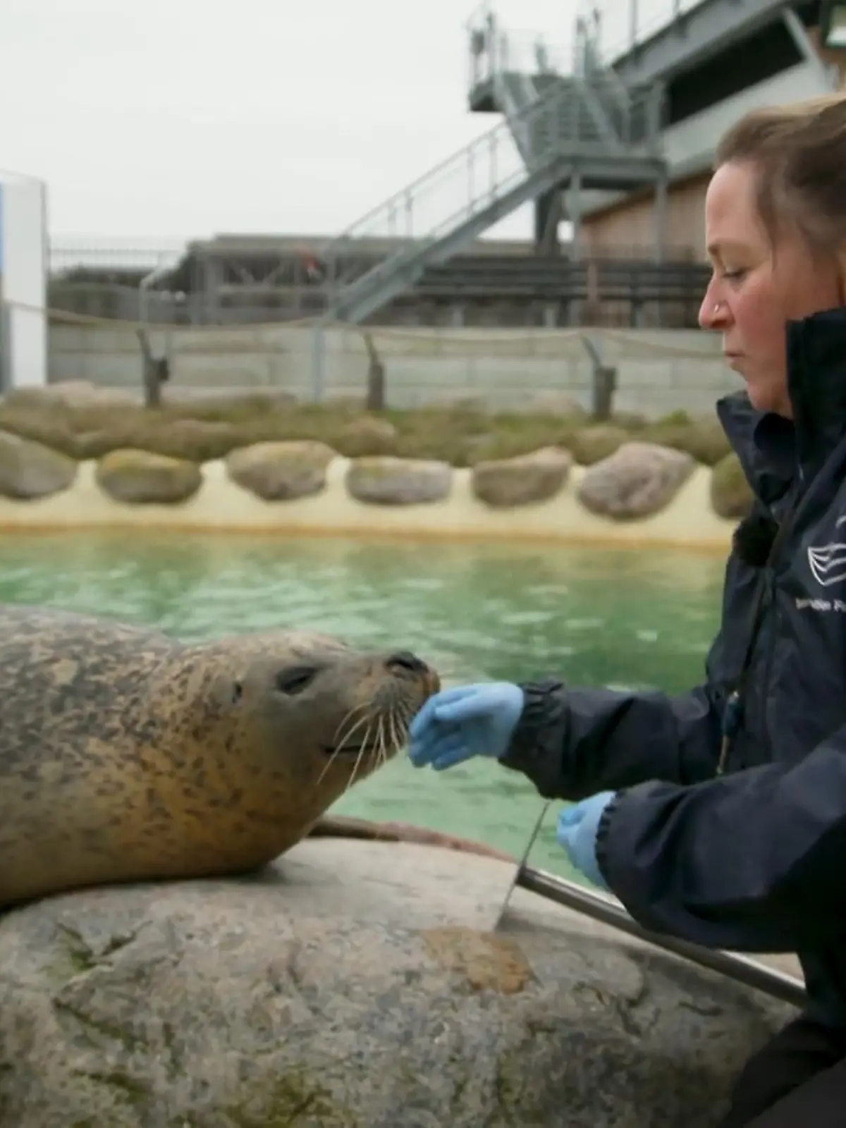 Die Seehundstation in Friedrichskoog ist ein Ort voller Hoffnung, wo die kleinen Welpen des Meeres, auch bekannt als Heuler, eine zweite Chance bekommen, zu überleben. Durch die Liebe und Hingabe der Tierpfleger:innen konnten allein im Jahr 2022 fast alle Jungtiere erfolgreich aufgezogen und ausgewildert werden. Bei seinen Dreharbeiten zu „TIERISCH Thorsten“ durfte RTL-Reporter Thorsten Sleegers einen exklusiven Blick in die Kinderstube werfen.