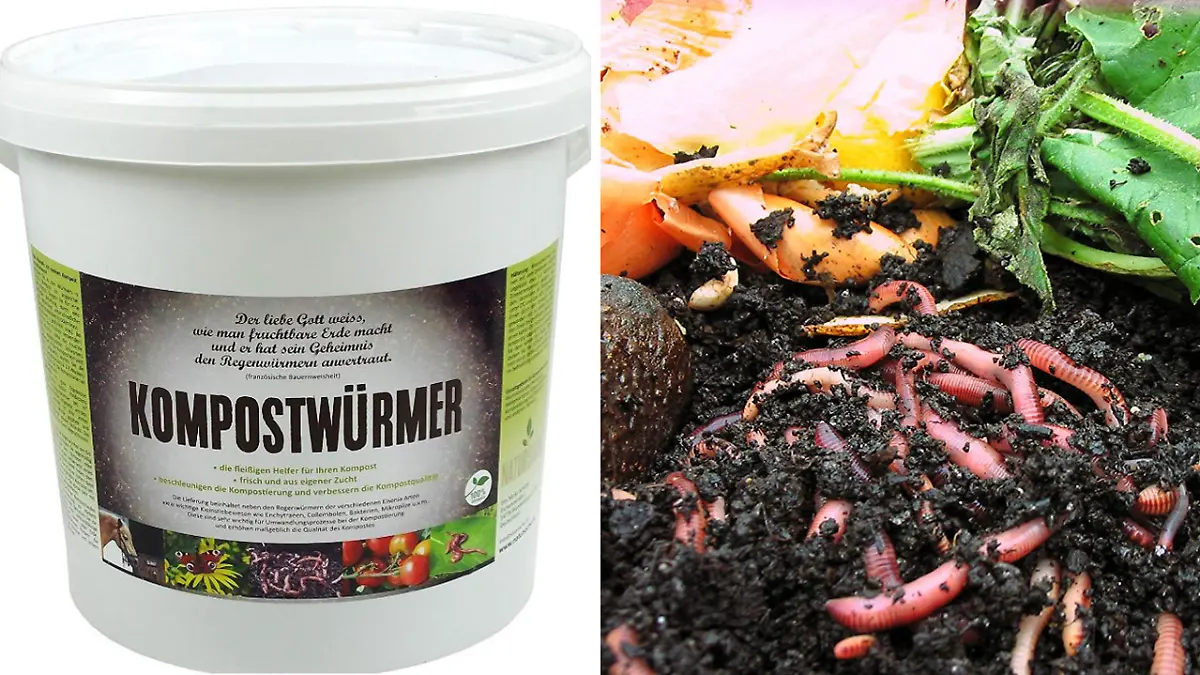 Kompostwurm