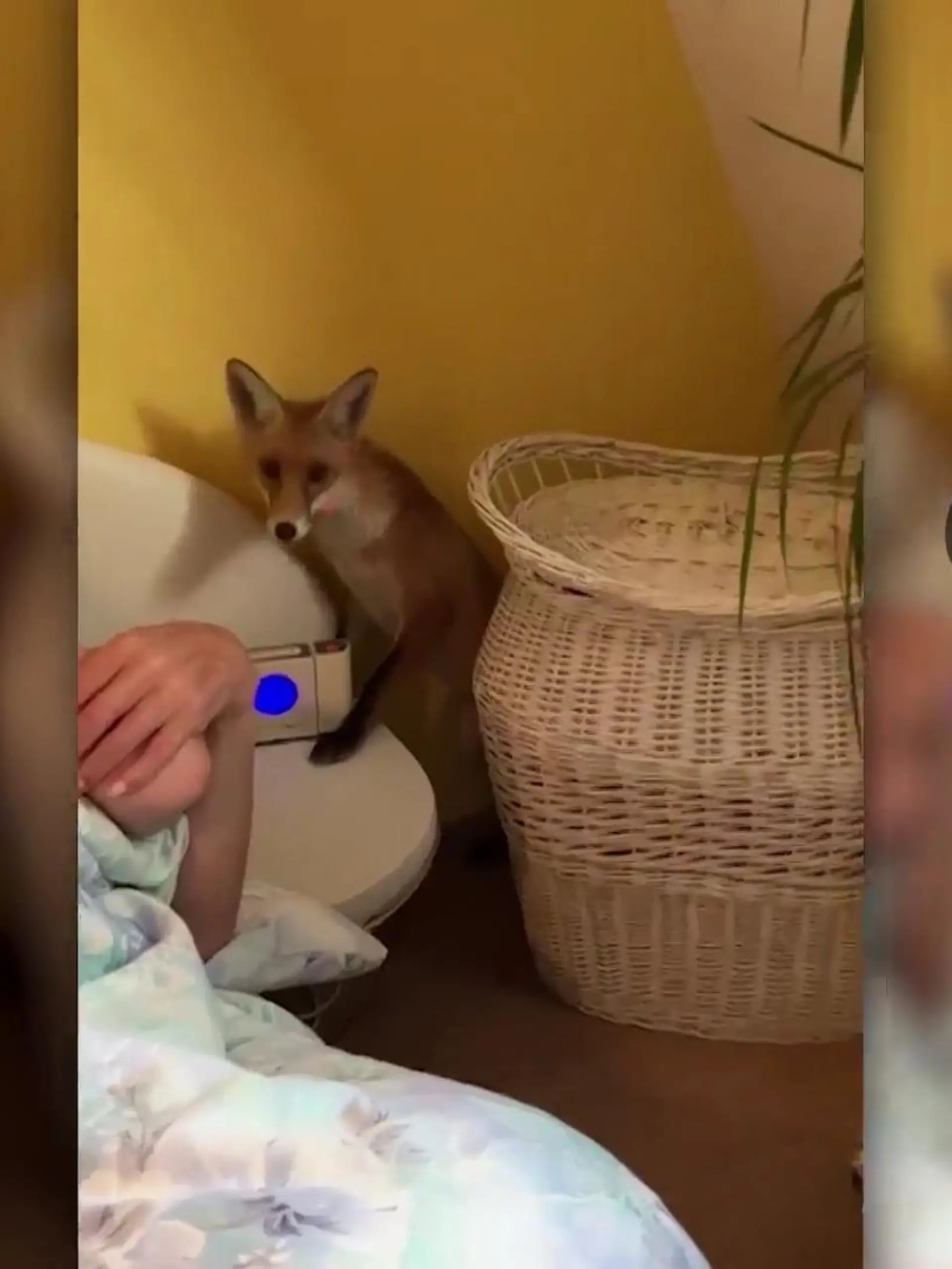 Günter Noack wurde um 6 Uhr morgens von einen sehr ungewöhnlichen Besucher aufgeweckt. Ein Fuchs hat sich in seine Wohnung im vierten Stock geschlichen und ihn am Bett angestupst. Wie sich der kleine Besucher wieder befreit hat, erfahren Sie im Video.