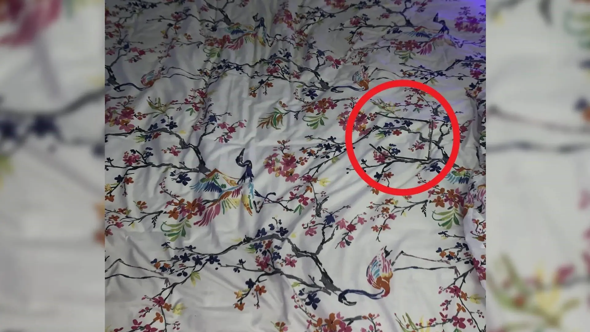 Brille auf Bett Suchbild Auflösung
