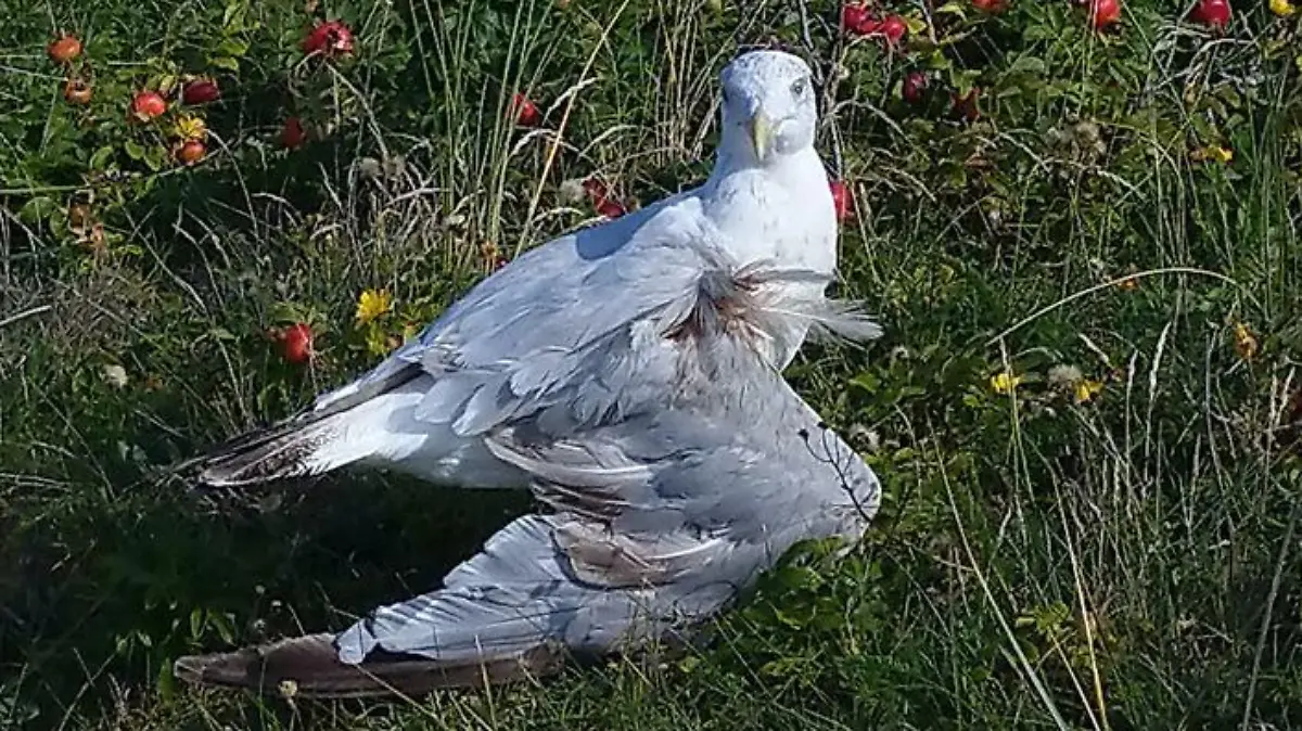 Der Silbermöwe wurde bei dem Angriff der Flügel gebrochen.