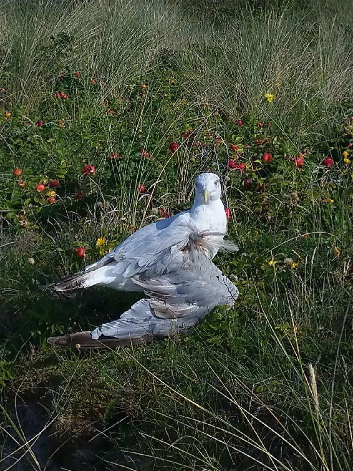Der Silbermöwe wurde bei dem Angriff der Flügel gebrochen.