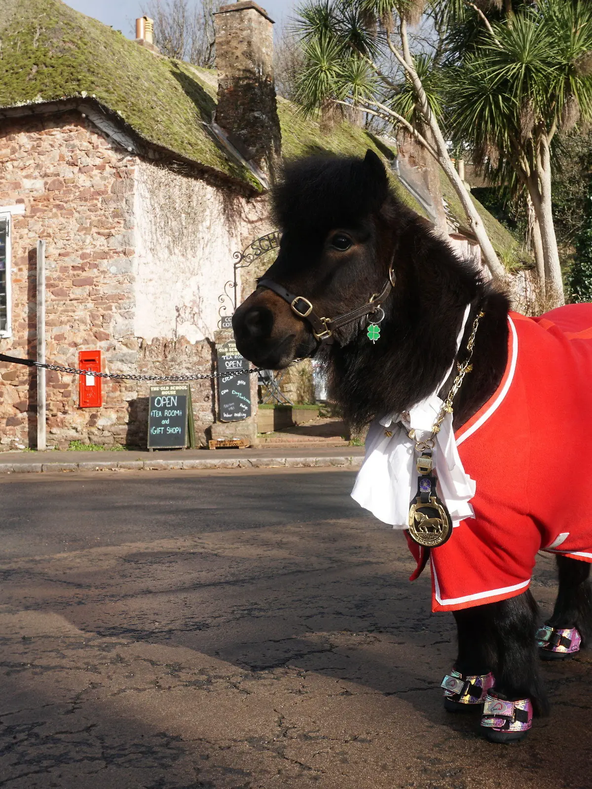 03.02.2023, Großbritannien, Cockington: Das Shetland-Pony Patrick, inoffizieller Bürgermeister des englischen Dorfes Cockington, steht mit seinem Dorf-Orden um den Hals auf dem Dorfplatz. Dreht der Bürgermeister von Cockington seine Runde, hört man sein Hufklappern schon von weitem - denn an der Spitze des englischen Dorfs Cockington steht ein Shetland-Pony. Doch das gefällt nicht allen. (zu dpa "Bürgermeister in flauschig - Wie ein Pony ein englisches Dorf regiert") Foto: Larissa Schwedes/dpa +++ dpa-Bildfunk +++