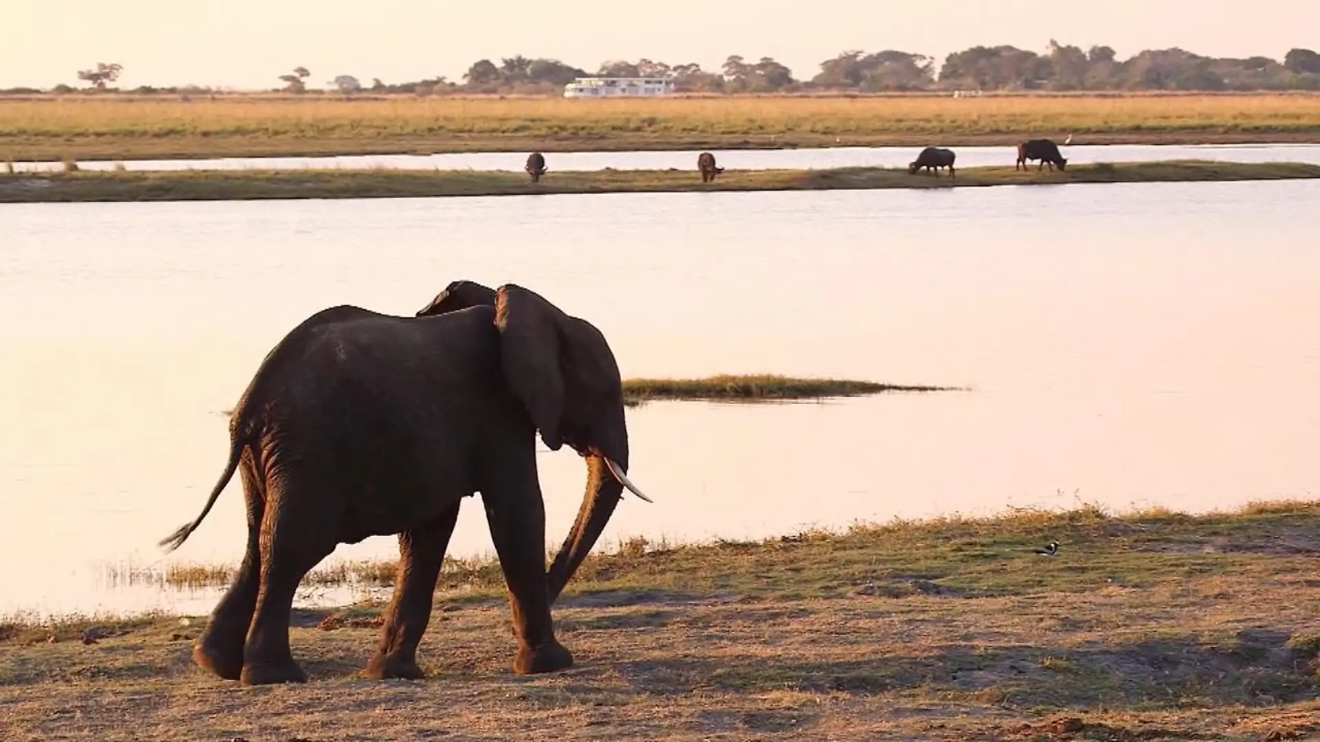 Botswana erlaubt Jagd auf Elefanten