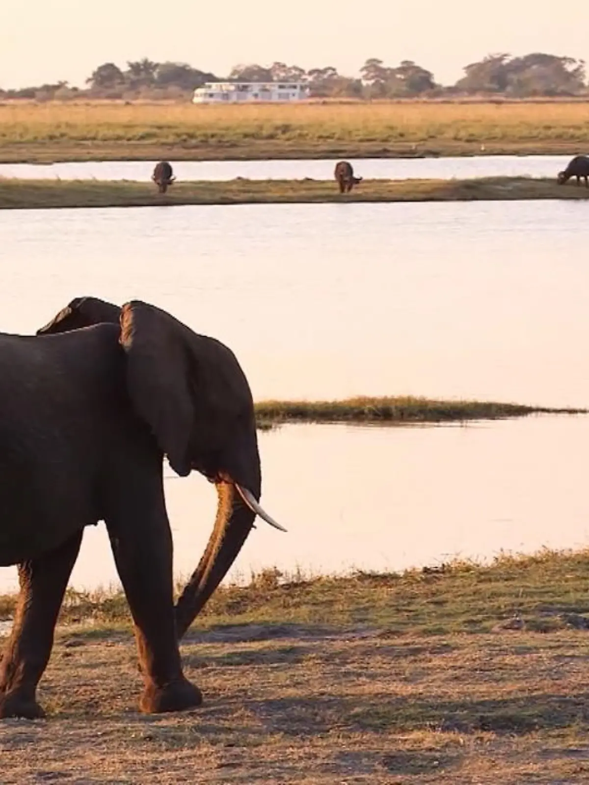 Bild zu: "Botswana erlaubt Jagd auf Elefanten"
