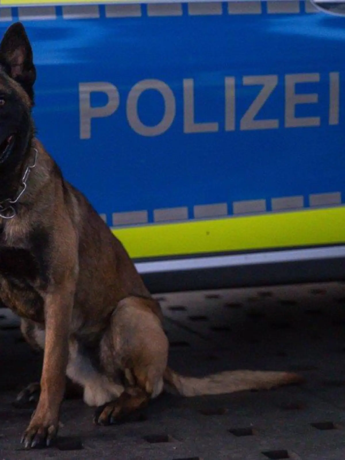 Der Mann stach dem Hund in den Kopf und in den Hals.