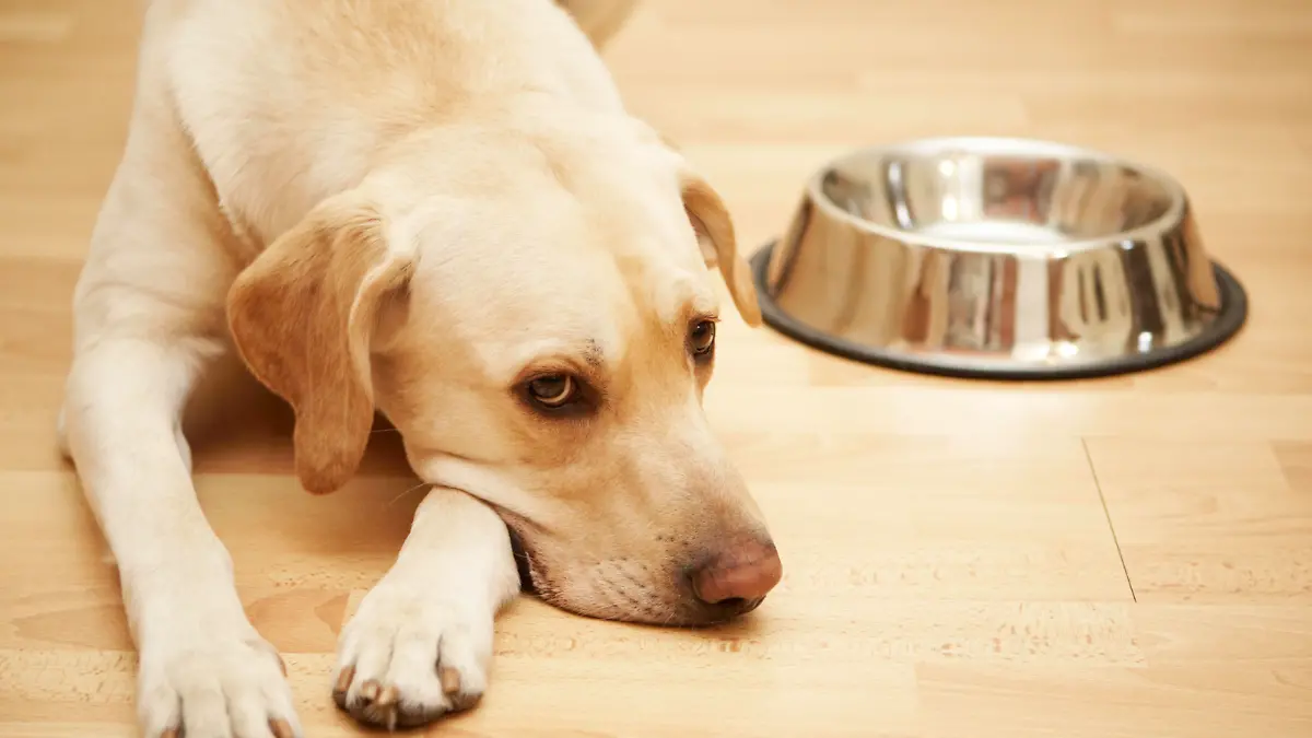 Labrador retriever is laying near a big empty dogfood bowl.