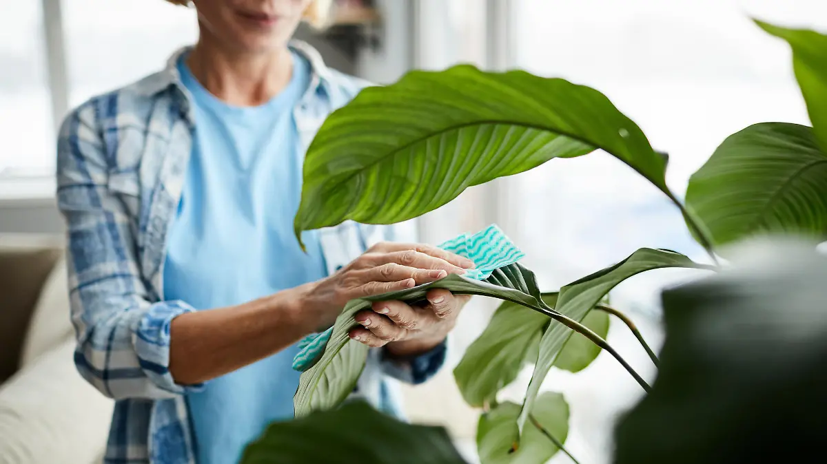 Forschungen ergeben, dass Pflanzen Berührungen nicht mögen
