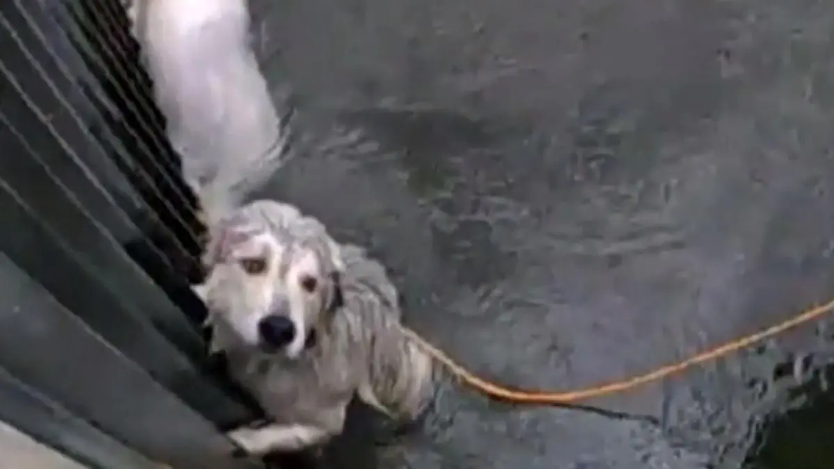 Helfer retten Hunde aus einem Kanal Dramatische Rettungsaktion