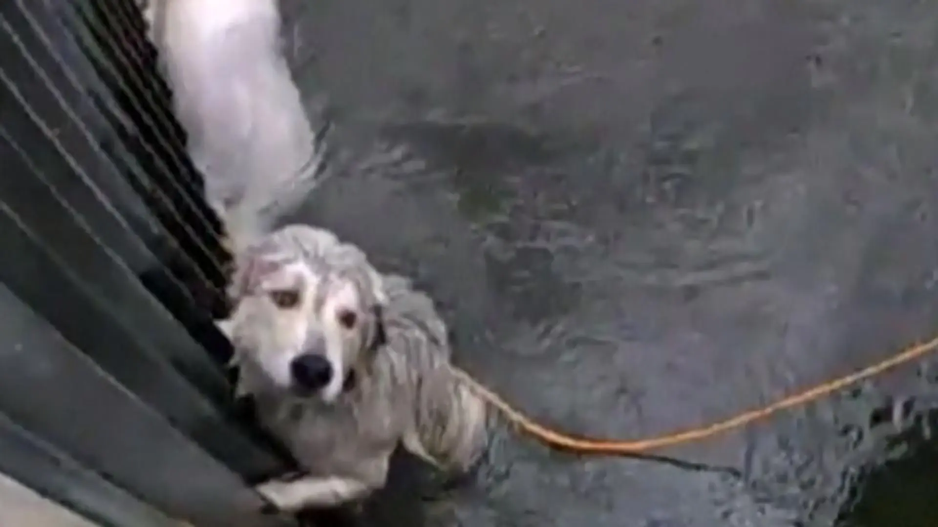Helfer retten Hunde aus einem Kanal Dramatische Rettungsaktion