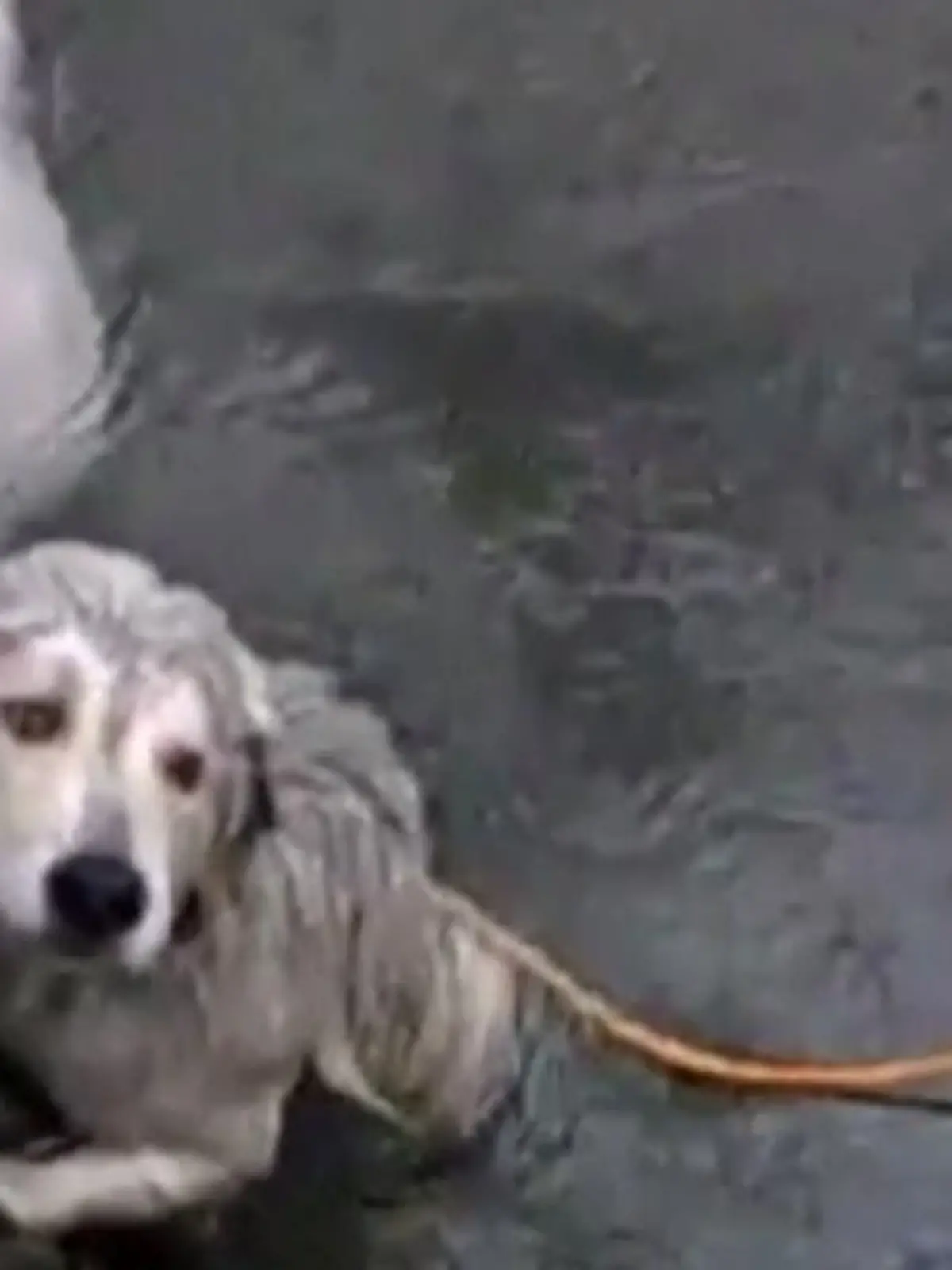 Bild zu: "Helfer retten Hunde aus einem Kanal"