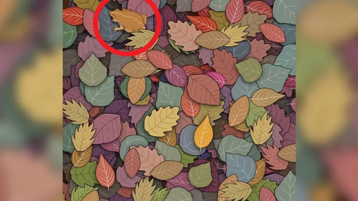 Suchbild Frosch im Laub