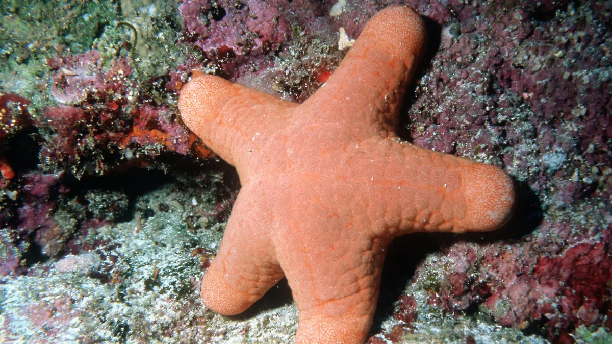 Ein Seestern. (undatierte Aufnahme)