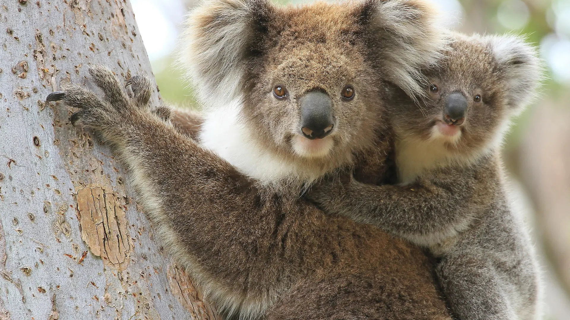 Koala-Mutter mit Jungem