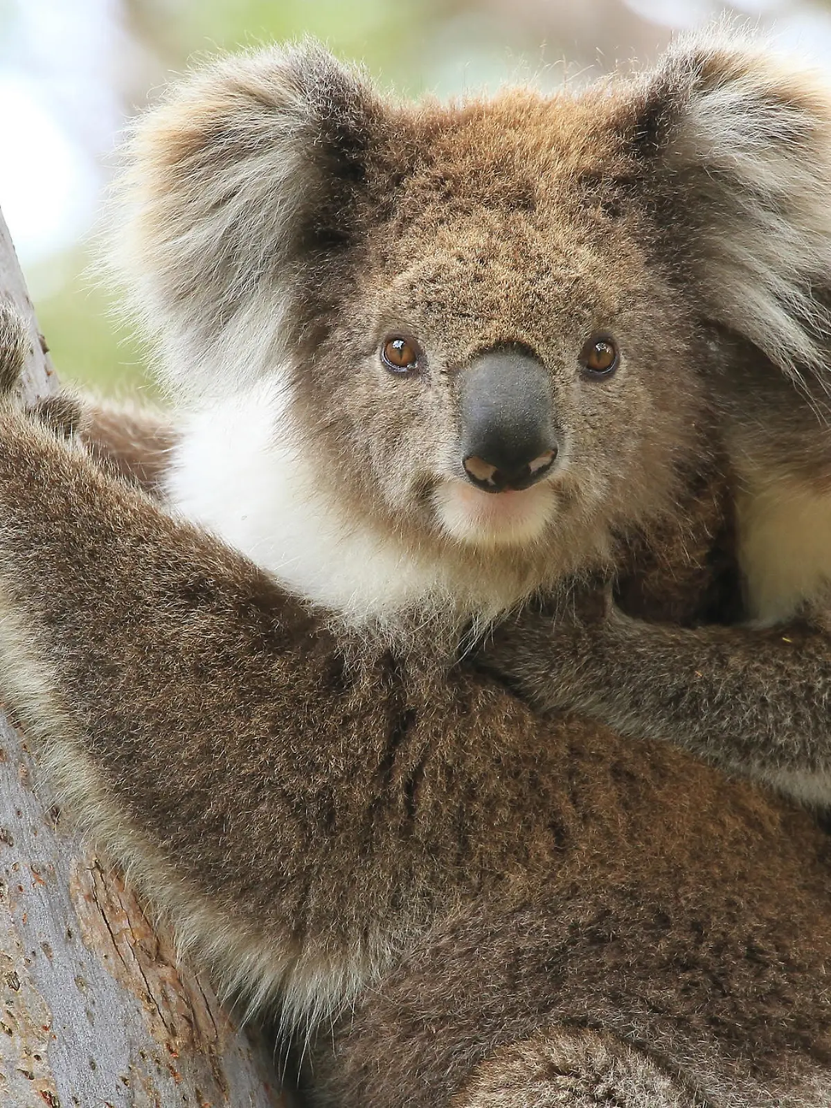 Koala-Mutter mit Jungem