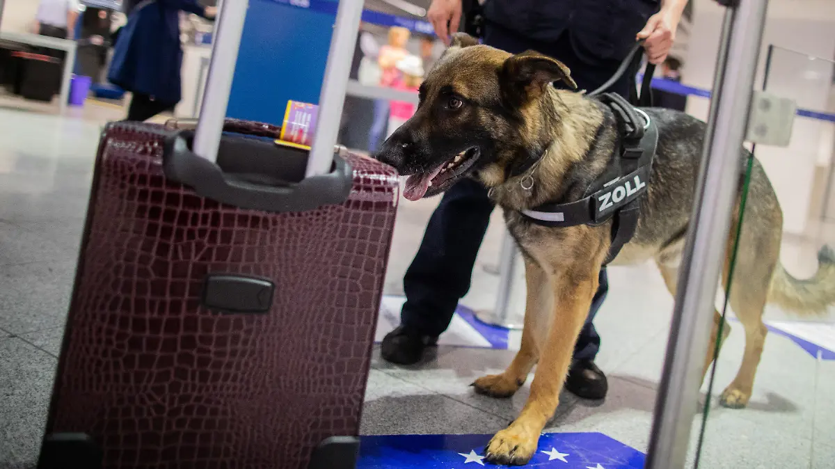 09.05.2019, Nordrhein-Westfalen, Düsseldorf: Zollhund Luke schnüffelt am Flughafen an einem Koffer. Luke kann Bargeld erschnüffeln. In seinem ersten Dienstjahr hat er schon 745 000 Euro erschnüffelt. Der Deutsche Schäferhund ist auf Euro, Dollar und britische Pfund spezialisiert. Foto: Rolf Vennenbernd/dpa +++ dpa-Bildfunk +++