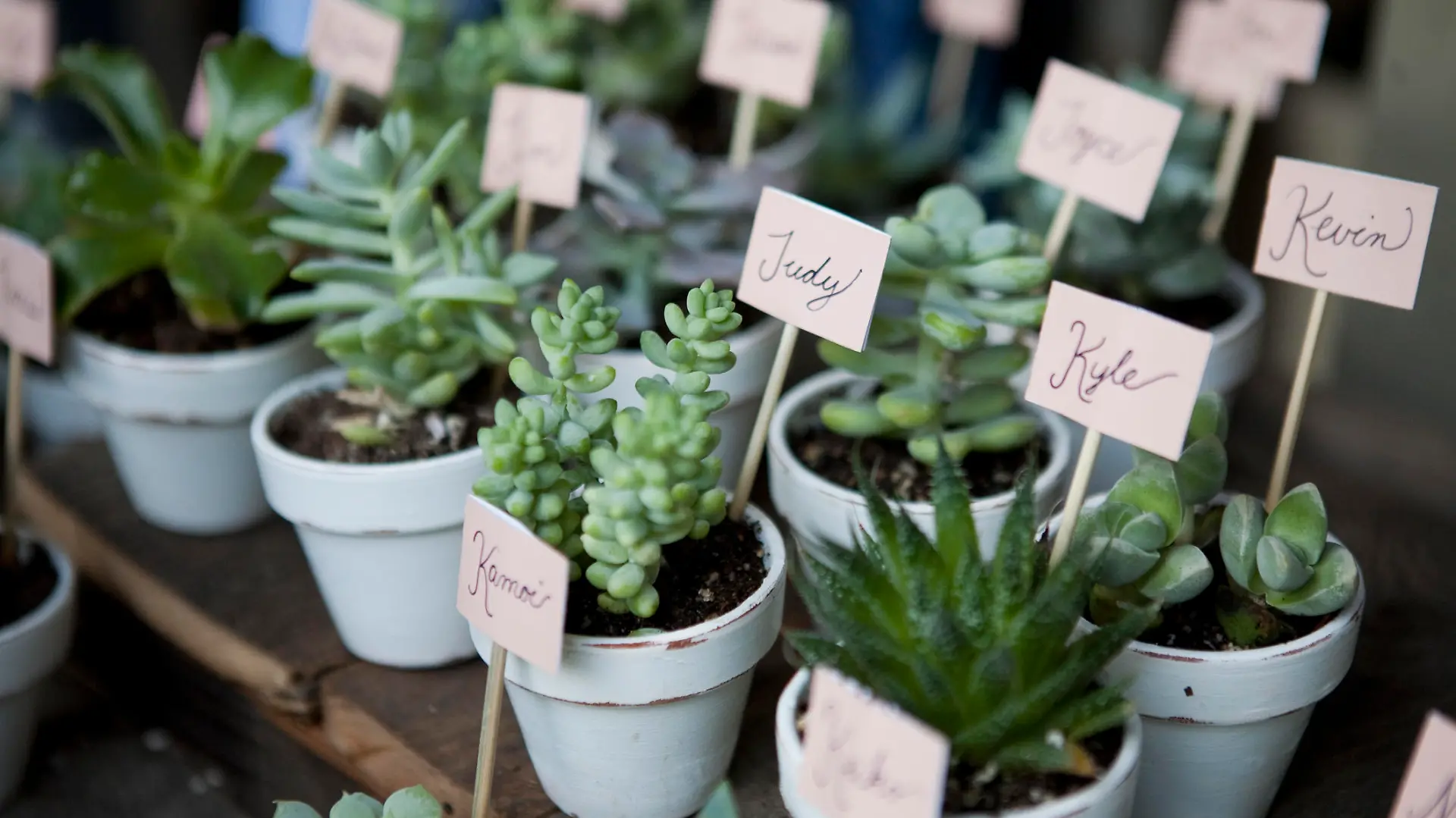 DIY-Hochzeit-Tischkarten: Sukkulenten oder Kakteen auf den Tisch.
