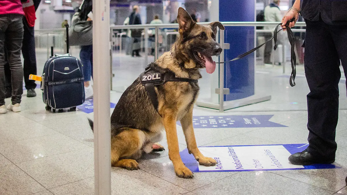 09.05.2019, Nordrhein-Westfalen, Düsseldorf: Zollhund Luke wartet am Flughafen mit Hundeführerin Sabine Mohren auf seinen Einsatz. Luke kann Bargeld erschnüffeln. In seinem ersten Dienstjahr hat er schon 745 000 Euro erschnüffelt. Der Deutsche Schäferhund ist auf Euro, Dollar und britische Pfund spezialisiert. Foto: Rolf Vennenbernd/dpa +++ dpa-Bildfunk +++