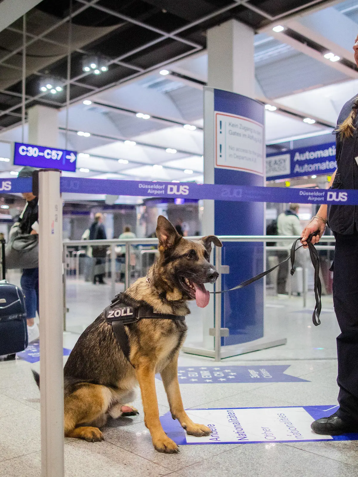 09.05.2019, Nordrhein-Westfalen, Düsseldorf: Zollhund Luke wartet am Flughafen mit Hundeführerin Sabine Mohren auf seinen Einsatz. Luke kann Bargeld erschnüffeln. In seinem ersten Dienstjahr hat er schon 745 000 Euro erschnüffelt. Der Deutsche Schäferhund ist auf Euro, Dollar und britische Pfund spezialisiert. Foto: Rolf Vennenbernd/dpa +++ dpa-Bildfunk +++
