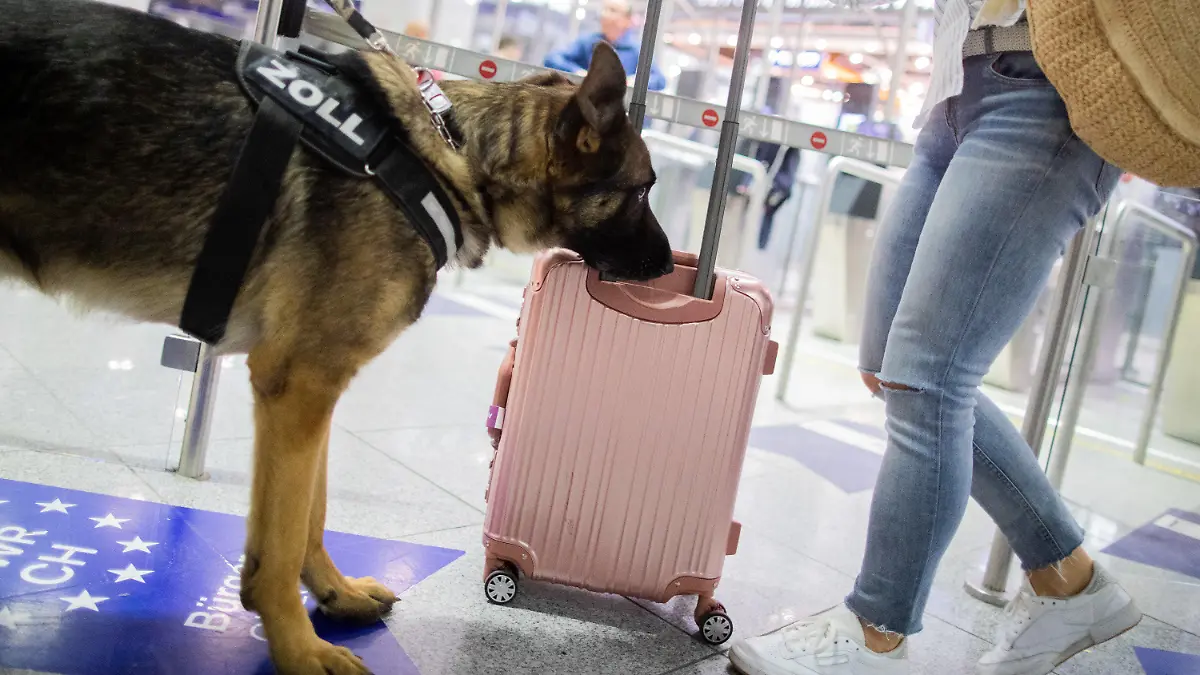 09.05.2019, Nordrhein-Westfalen, Düsseldorf: Zollhund Luke schnüffelt am Flughafen an einem Koffer. Luke kann Bargeld erschnüffeln. In seinem ersten Dienstjahr hat er schon 745 000 Euro erschnüffelt. Der Deutsche Schäferhund ist auf Euro, Dollar und britische Pfund spezialisiert. Foto: Rolf Vennenbernd/dpa +++ dpa-Bildfunk +++
