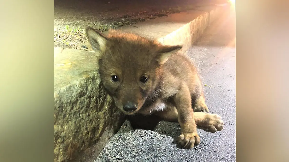 Der kleine Kojote lag verletzt am Straßenrand in Revere.
