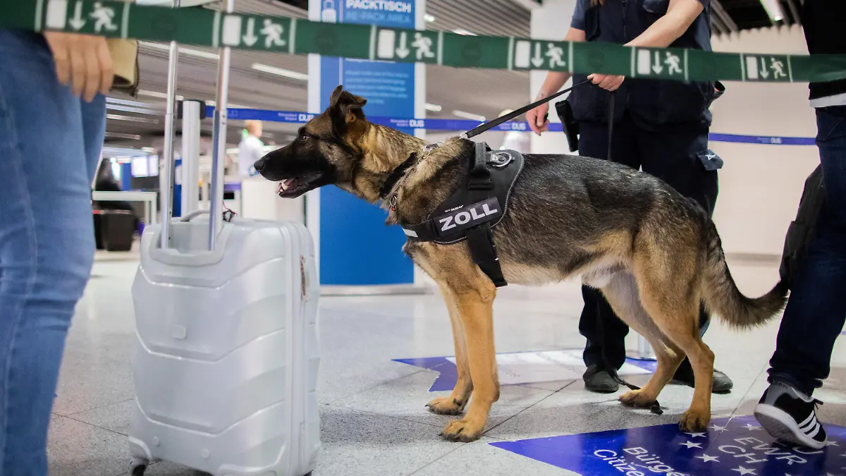 09.05.2019, Nordrhein-Westfalen, Düsseldorf: Zollhund Luke schnüffelt am Flughafen an einem Koffer. Luke kann Bargeld erschnüffeln. In seinem ersten Dienstjahr hat er schon 745 000 Euro erschnüffelt. Der Deutsche Schäferhund ist auf Euro, Dollar und britische Pfund spezialisiert. Foto: Rolf Vennenbernd/dpa +++ dpa-Bildfunk +++