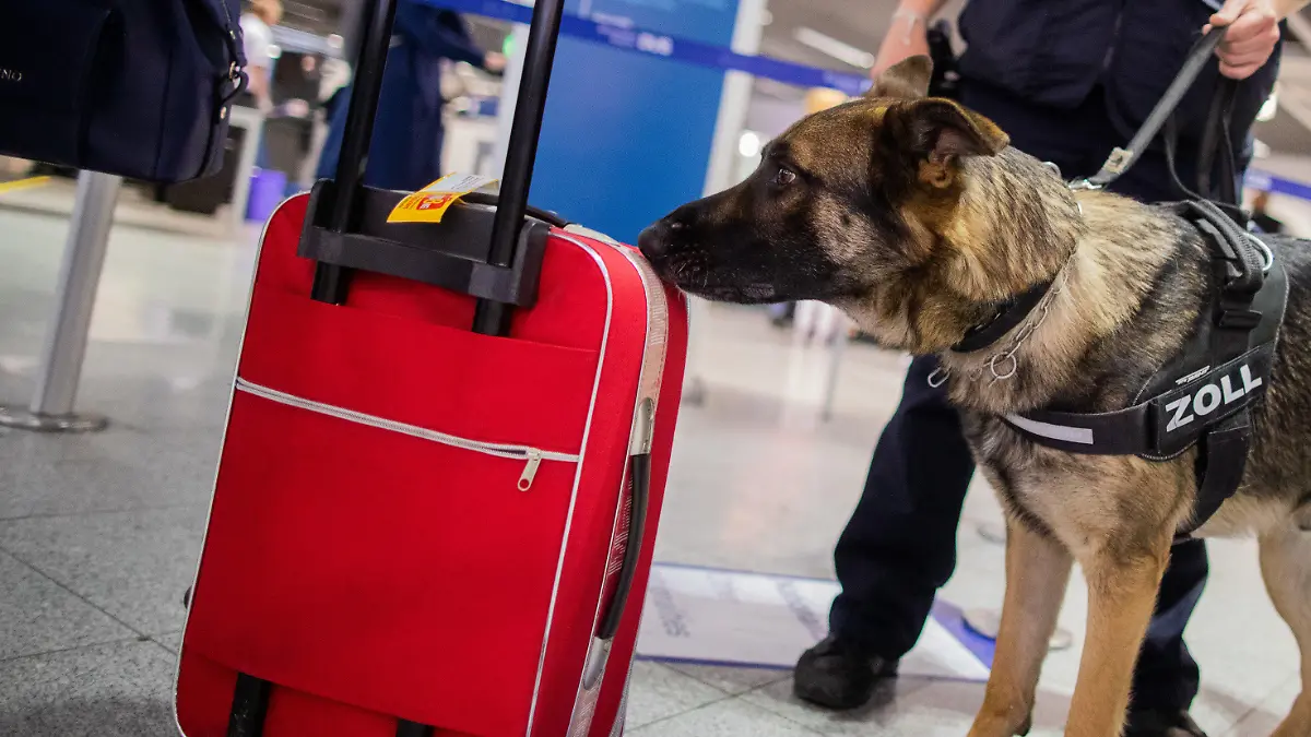 09.05.2019, Nordrhein-Westfalen, Düsseldorf: Zollhund Luke schnüffelt am Flughafen an einem Koffer. Luke kann Bargeld erschnüffeln. In seinem ersten Dienstjahr hat er schon 745 000 Euro erschnüffelt. Der Deutsche Schäferhund ist auf Euro, Dollar und britische Pfund spezialisiert. Foto: Rolf Vennenbernd/dpa +++ dpa-Bildfunk +++