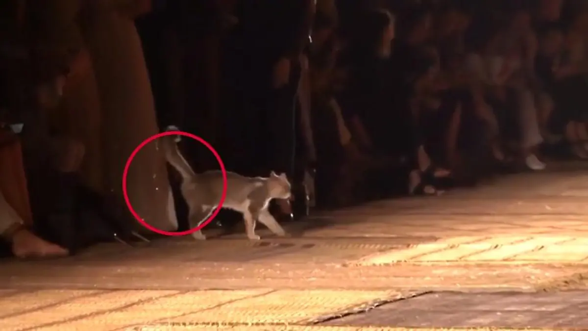 Katze pinkelt auf CATwalk Bei Dior-Fashion-Show