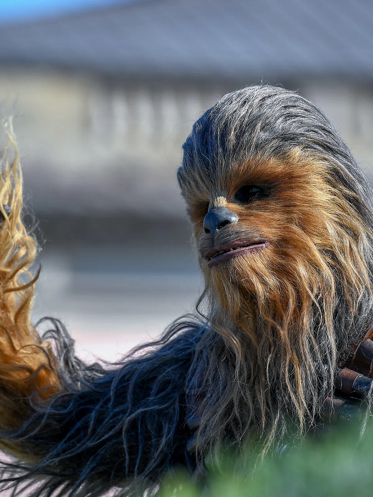 ARCHIV - 04.05.2018, Berlin: Ein Darsteller, der im Kostüm des Star Wars-Charakter Chewbacca steckt, winkt von einem Balkon und wirbt für den neuen Film «Solo: A Star Wars Story». Der Schauspieler Peter Mayhew, der in den frühen «Star Wars» Filmen Chewbacca spielte, ist tot. Der gebürtige Brite sei am 30. April auf seinem Anwesen im US-Bundesstaat Texas gestorben, teilte seine Familie auf Mayhews Twitter-Seite mit. Foto: Britta Pedersen/dpa-Zentralbild/dpa +++ dpa-Bildfunk +++