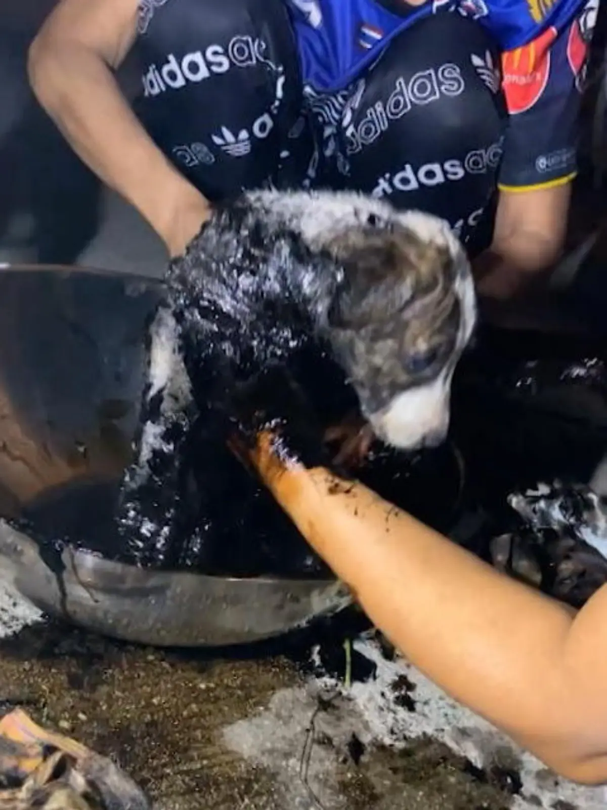 Mit geschmolzenem Teer bedeckt! So haben Passanten den Kleinen Hund im Osten Thailands entdeckt.
Ohne zu zögern ist für sie klar: Sie retten den kleinen Streuner - das sehen Sie im Video.