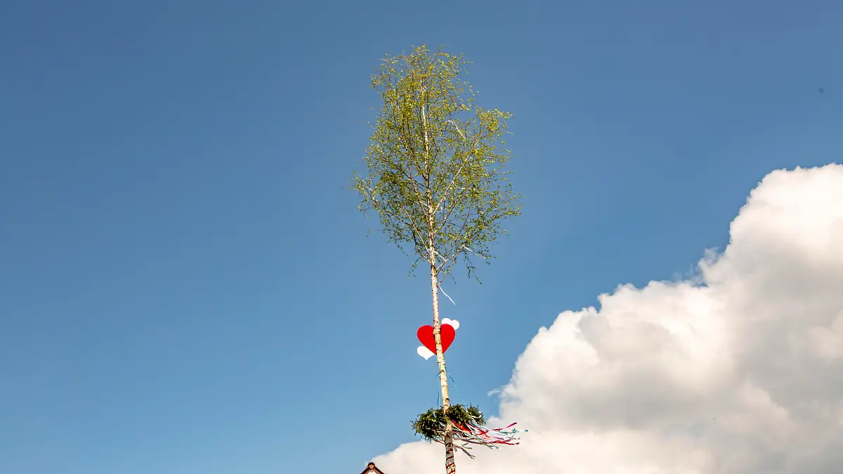 Ein Maibaum in der Nähe von Langenargen ( Bodenseekreis )
