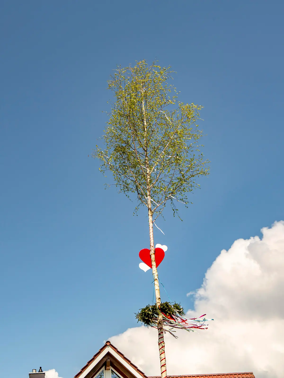 Ein Maibaum in der Nähe von Langenargen ( Bodenseekreis )