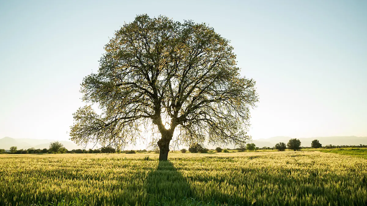 Baum auf Wiese