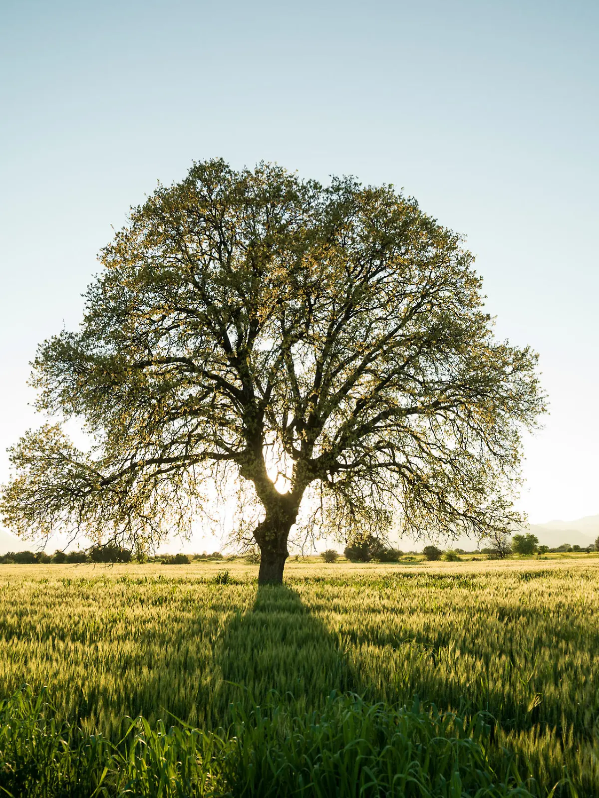 Baum auf Wiese