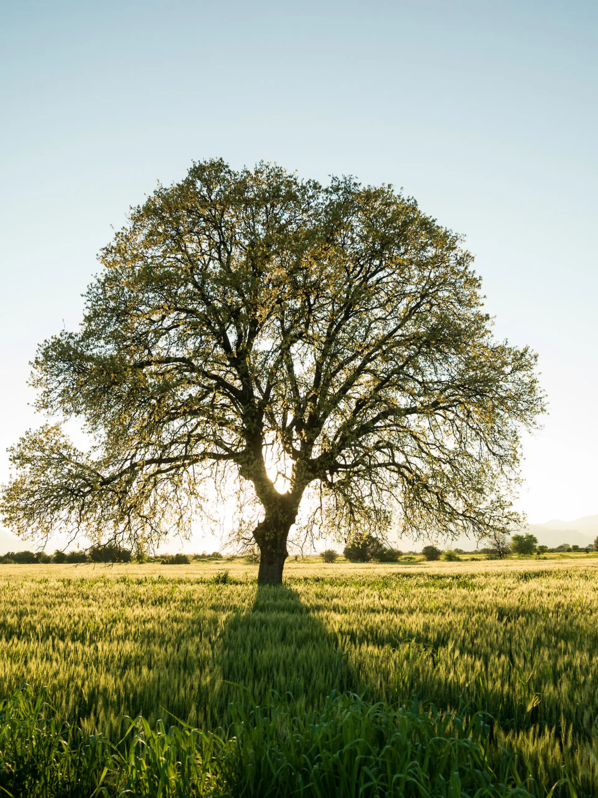 Baum auf Wiese