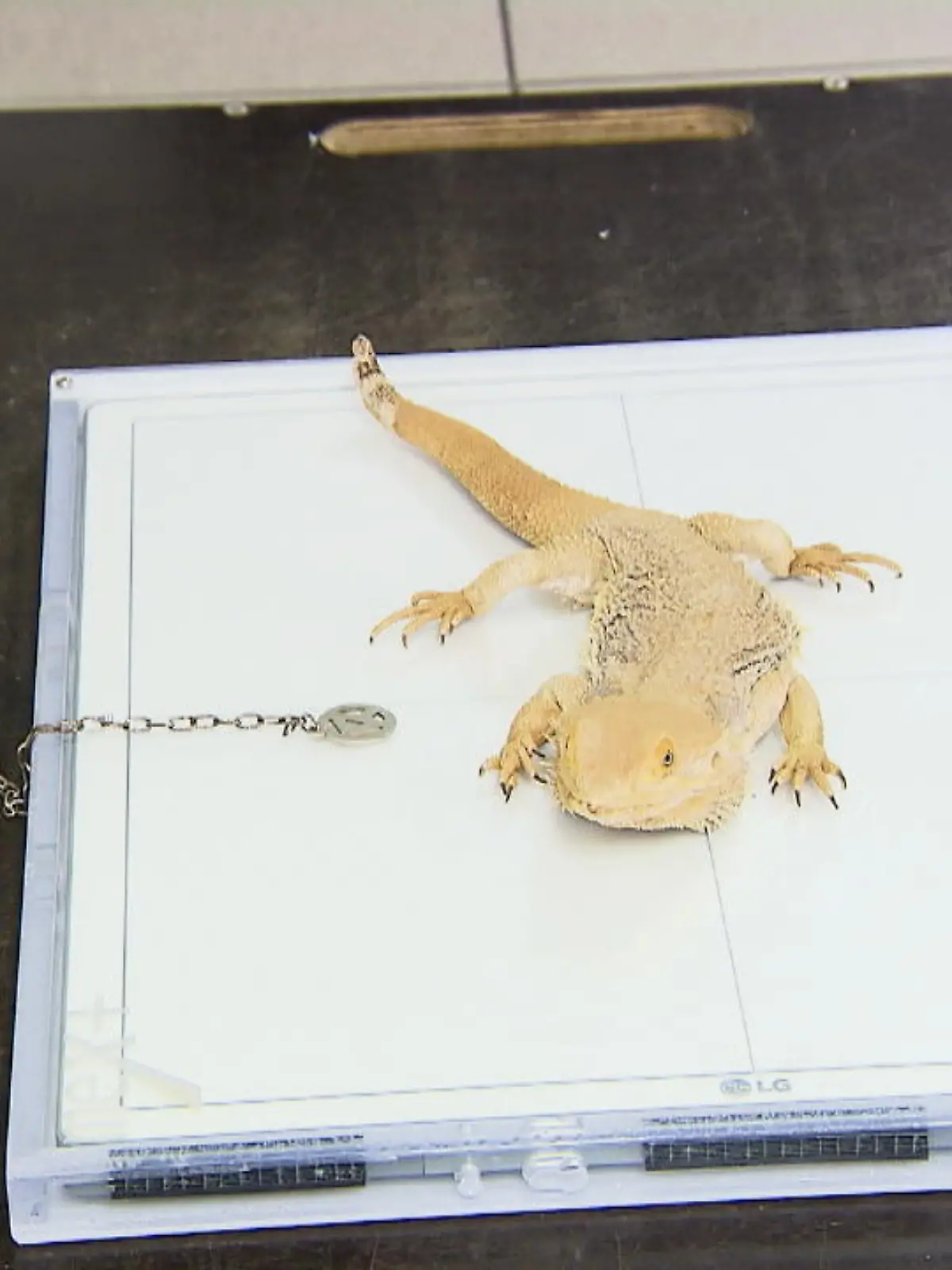 Bild zu: "Neues Röntgengerät für kranke Tiere"