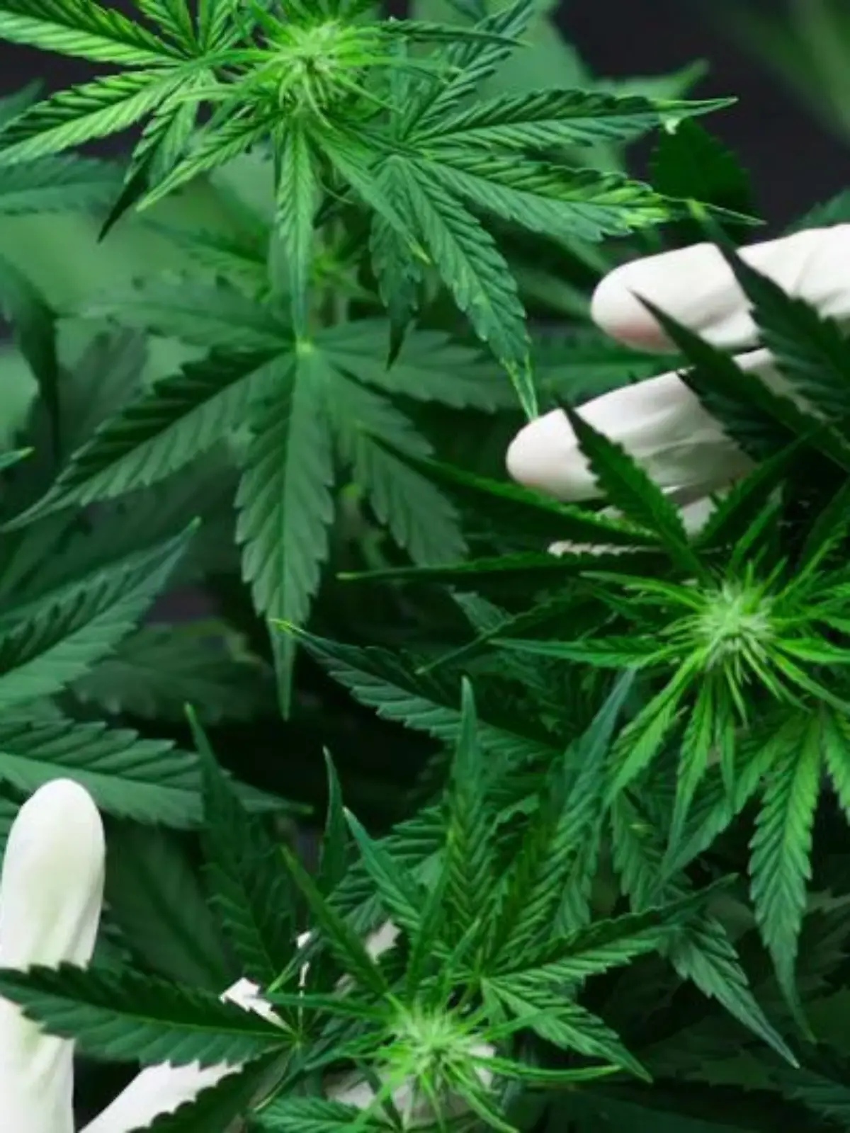 Bild zu: "Cannabis"