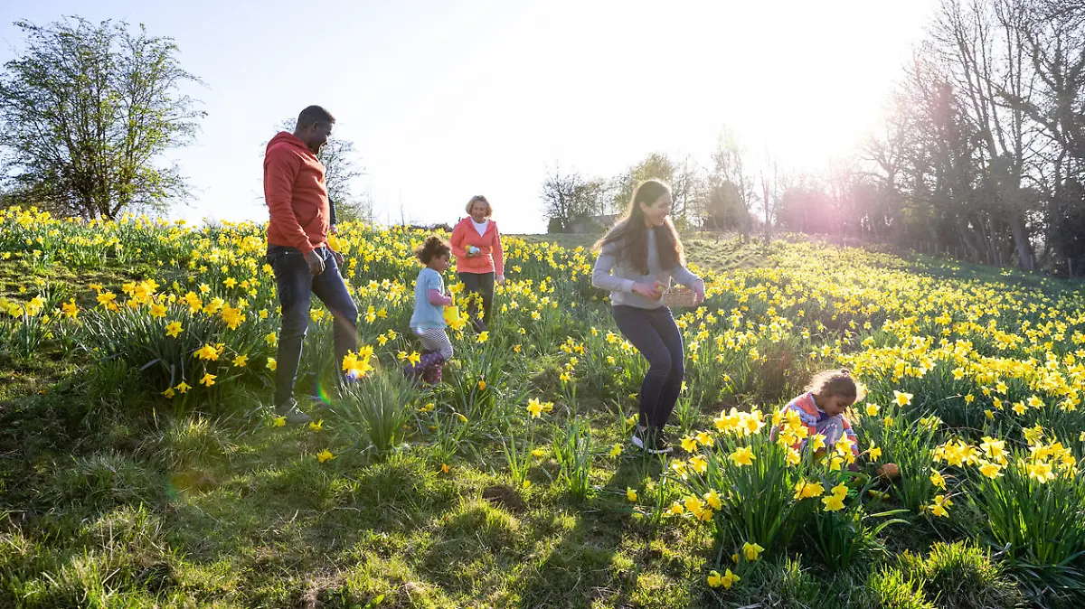 A multi-gen family walking through a field of daffodil flowers in Hexham, Northumberland. They are searching for eggs on an Easter egg hunt, they are holding their baskets to collect the eggs.